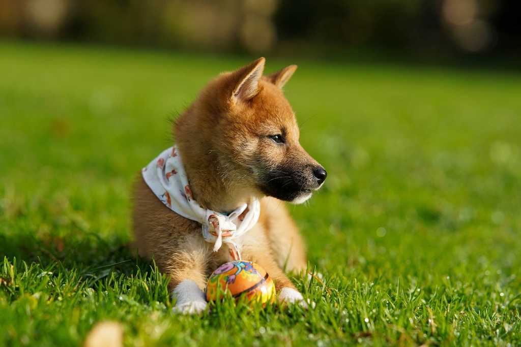 at what age is a shiba inu full grown